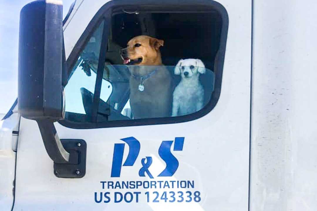 Pets in P&S Truck